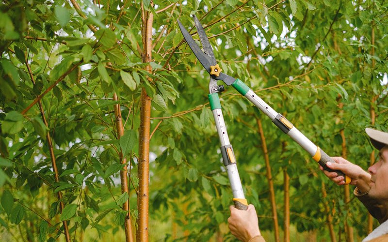Tree trimming in Elnora, IN